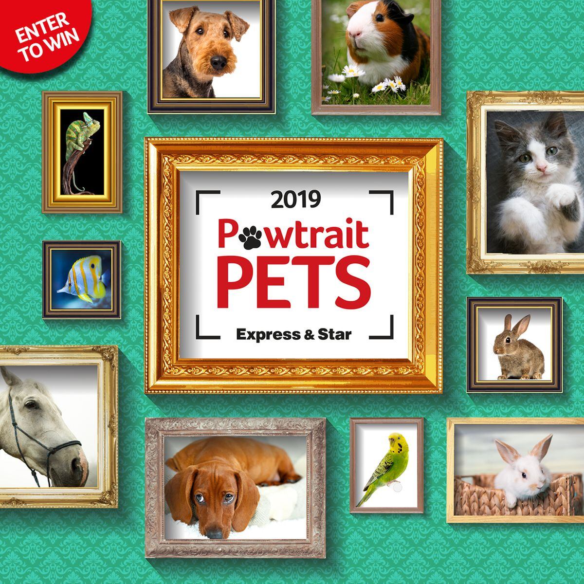 We want to see your Pet Pawtraits!