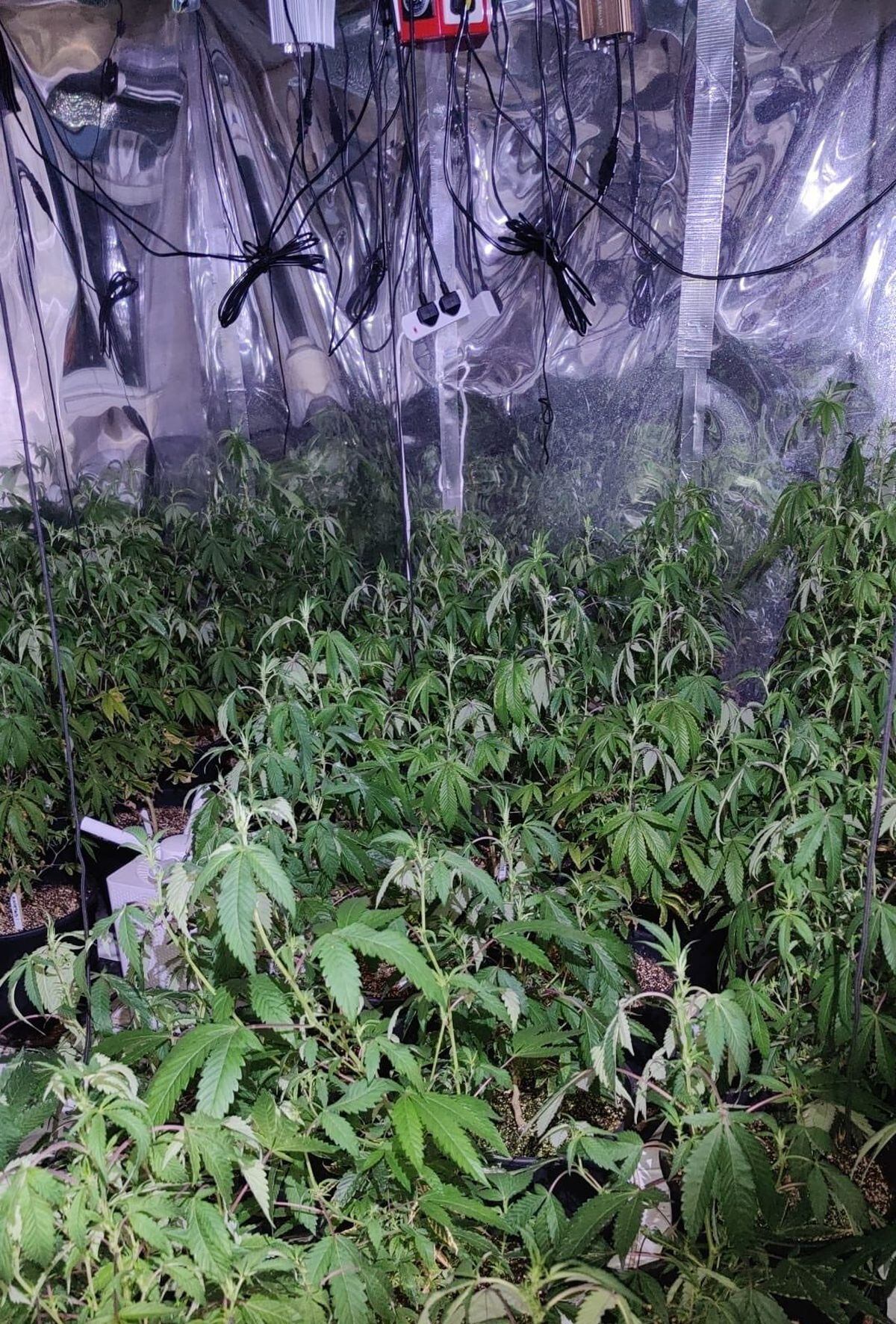 Cannabis found in the Willenhall drugs farms