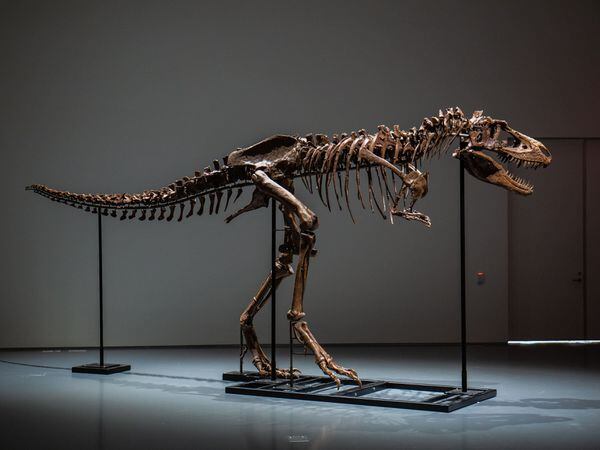 77-million-year-old dinosaur skeleton to go under the hammer for the first time