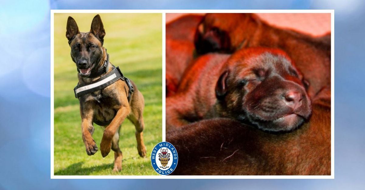 Police dog Pancho now and just a few days old. Photos: West Midlands Police.