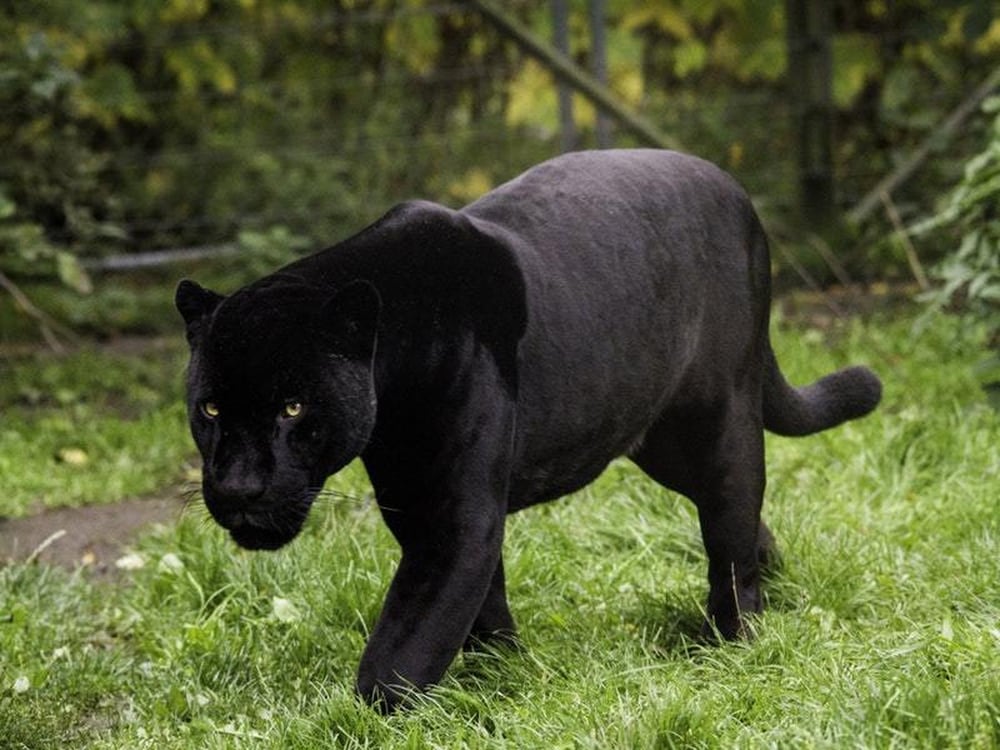 Villages on alert as black panther reported to be on the loose ...