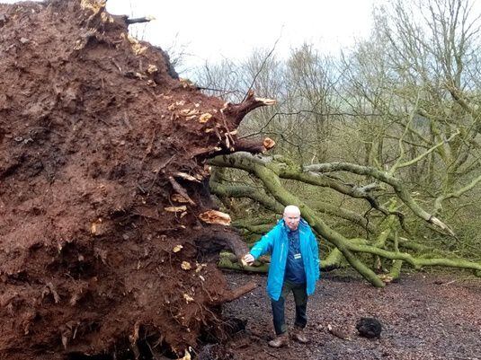 Oldest tree comes crashing down in high winds at beauty spot 