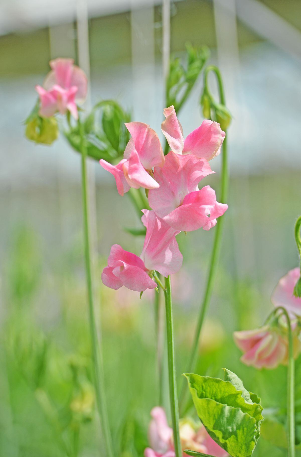 Eagle Sweet Peas has won numerous gold medals at the Chelsea Flower Show