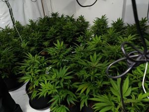 Cannabis found in the Willenhall drugs farms