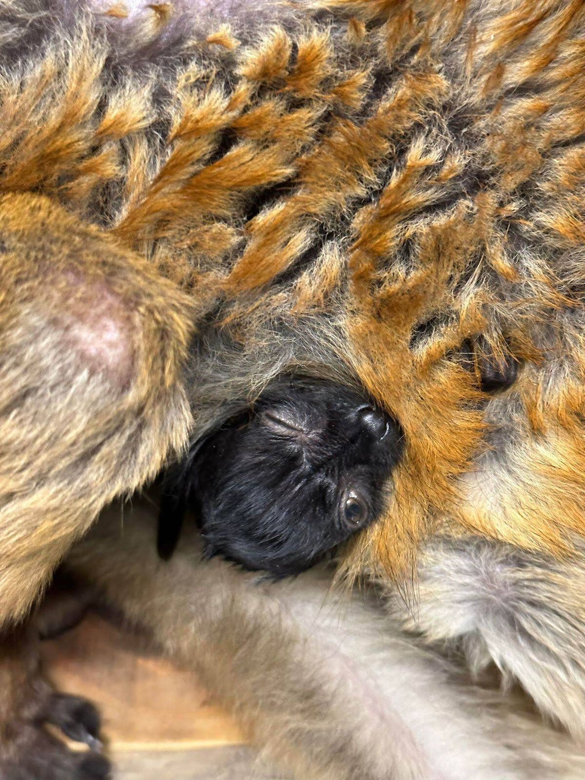 Two black lemur babies have been born at Dudley Zoo. Photo: Dudley Zoo.