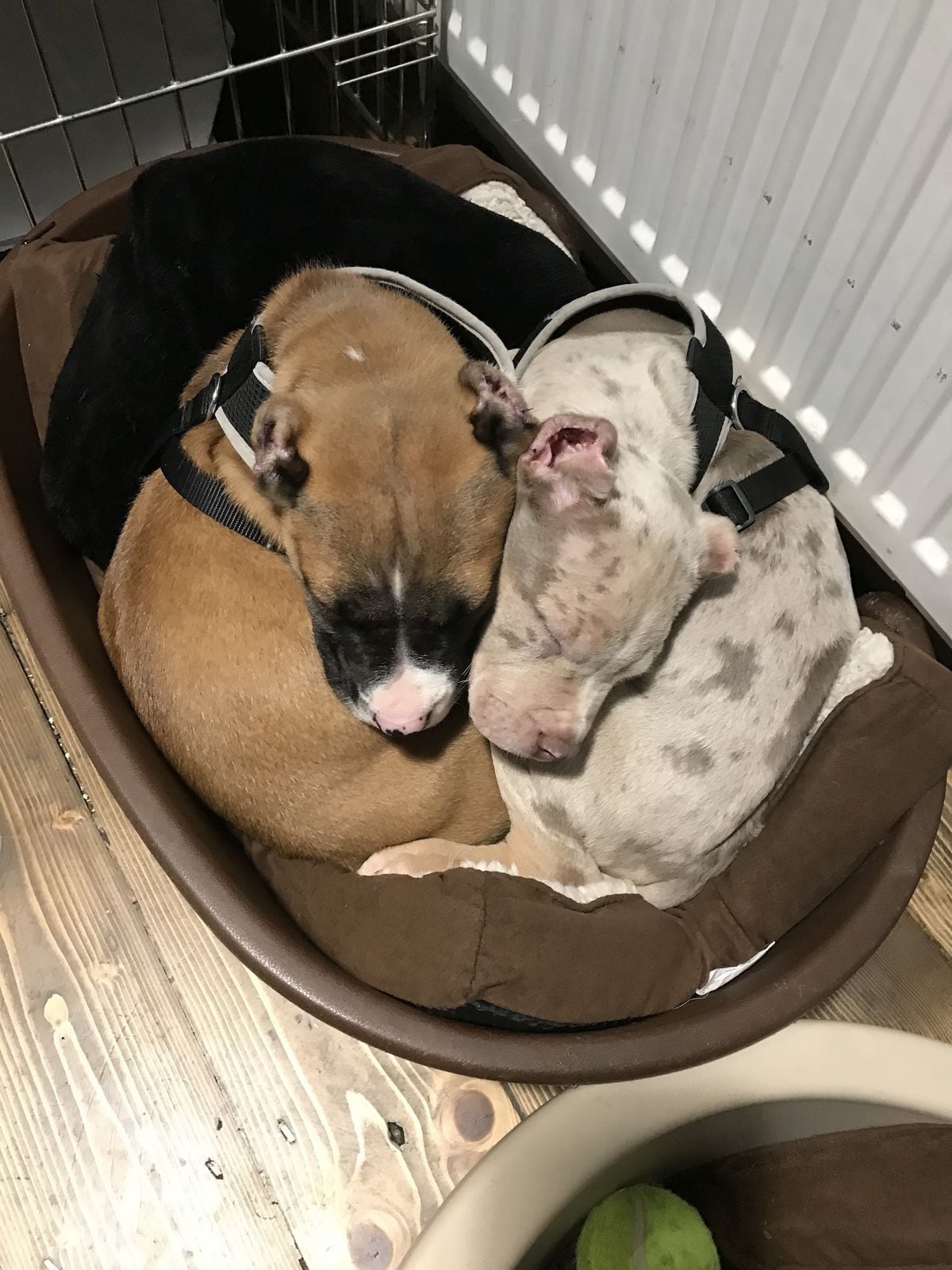 Three puppies had been put through the procedure