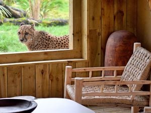Visitors can get up close and personal with cheetahs in an experience not available anywhere else in the country