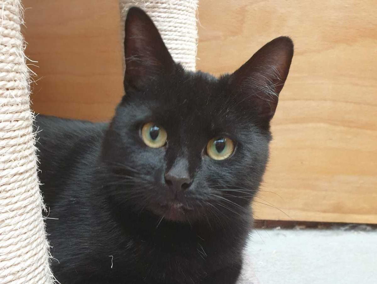 Tragic story of black cat who hasn’t had a single rehoming enquiry in 200 days at rescue centre