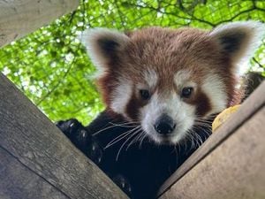 Dudley Zoo has welcomed a new resident