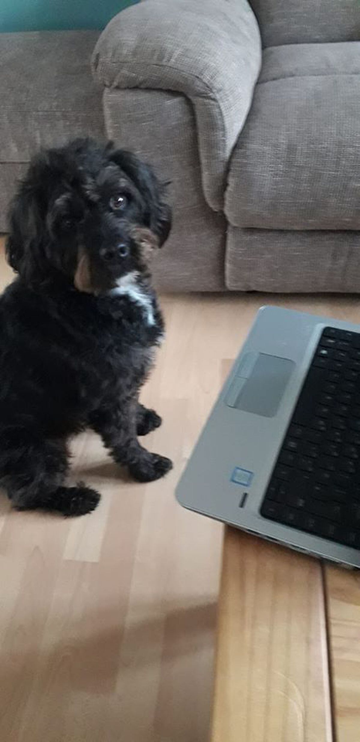 Tux working from home with his owner Netty, Dudley