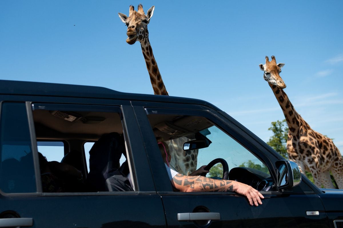 Visitors observe giraffes at West Midland Safari Park