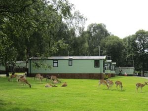 Deer At Silver Trees Holiday Park Cannock Chase. Photo: Silver Trees Holiday Park