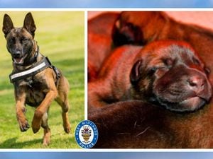 Police dog Pancho now and just a few days old. Photos: West Midlands Police.
