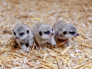 The new meerkat pups. Photo: Matthew Lissimore.