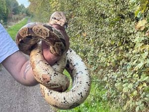 The boa constrictor after it was found on a canal path near Chasewater. Photo: Linjoy Wildlife Sanctuary and Rescue - Midlands