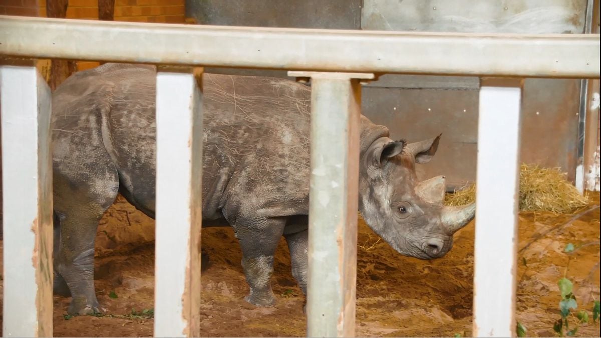 A new eastern black rhino has arrived at Twycross Zoo