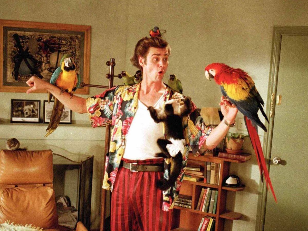 Film Talk: Looking Back – The animal magnetism of Ace Ventura: Pet  Detective | Express & Star