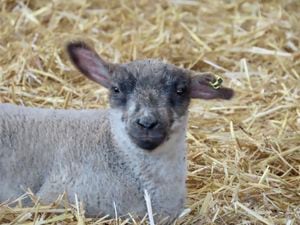 A lamb at Forge Mill Valley
