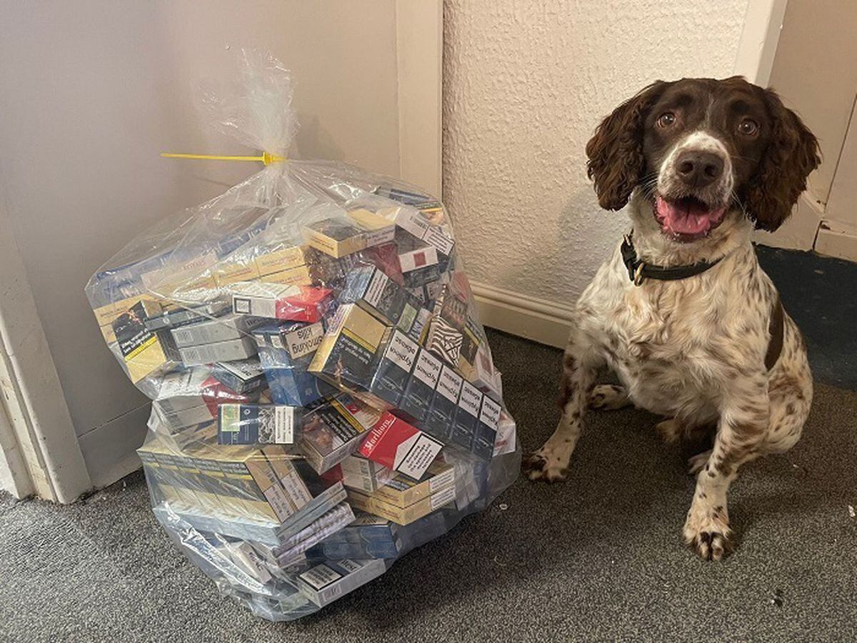 This police dog sniffed out the contraband cigarettes and vapes