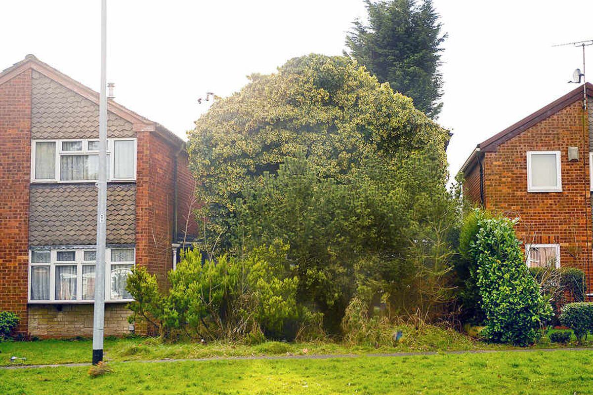 Owners finally see the light as rampant ivy gets the chop