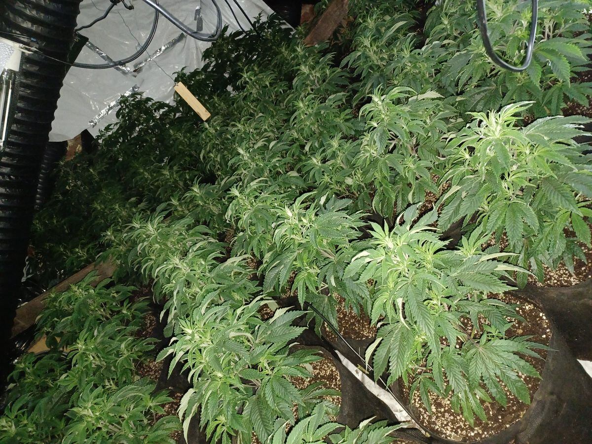 Police found a cannabis farm in Great Barr. Photo: @CannabisTeamWMP