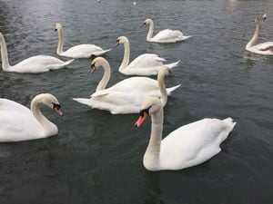 Swans are among the wild birds worst affected by bird flu
