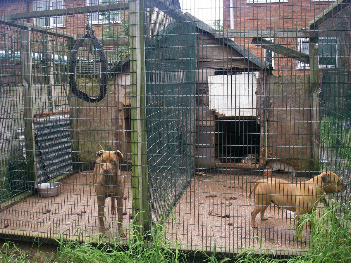 West Midlands dubbed 'dog fighting hotspot' by RSPCA after hundreds of reports