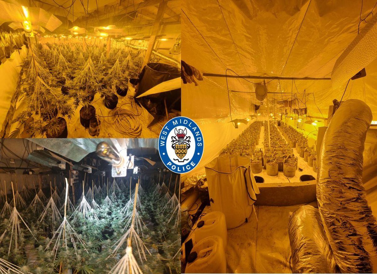 Police seized 812 cannabis plants
