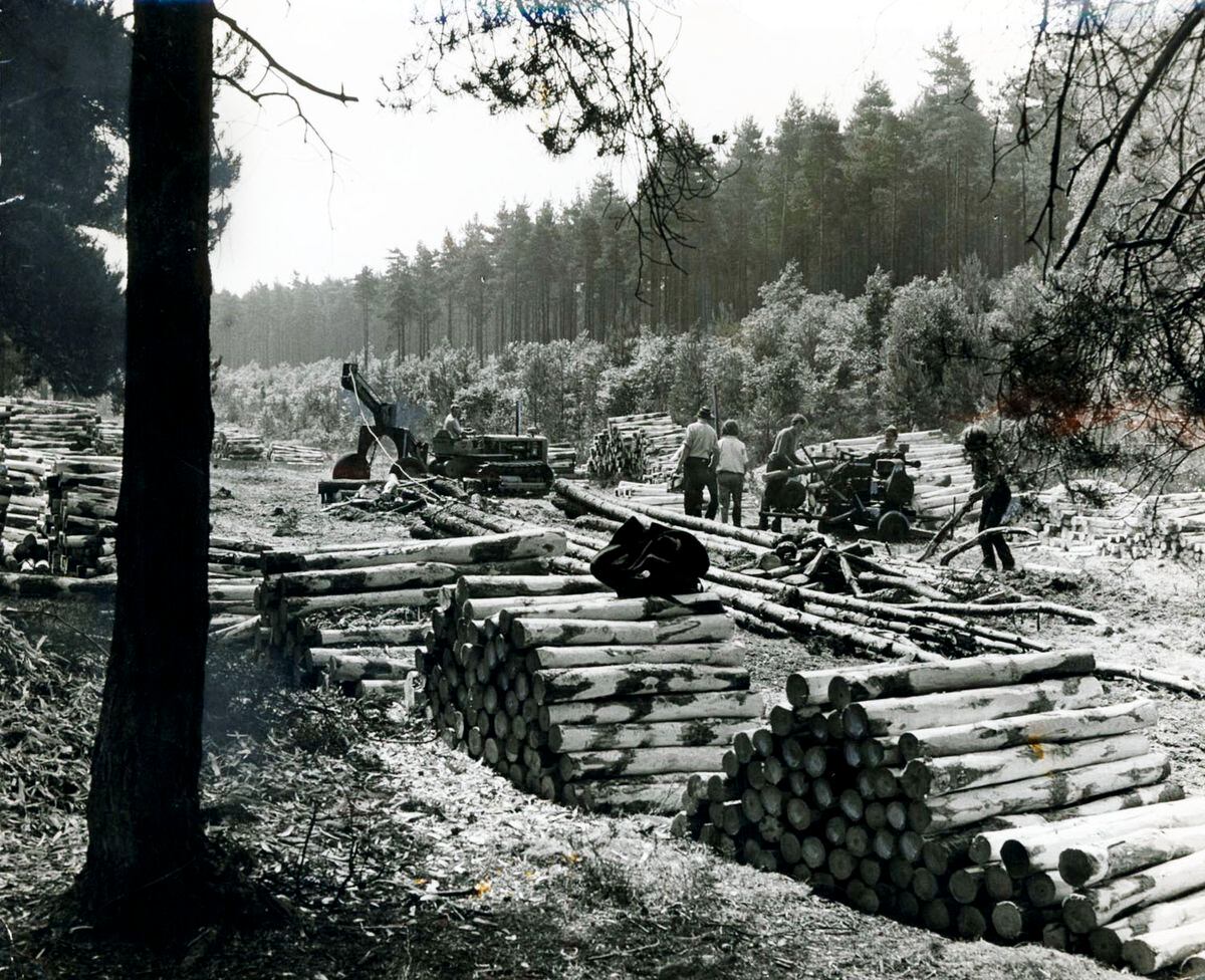 Trees are chopped down on Cannock Chase on June 24, 1970, to be made into paper and mineshaft props