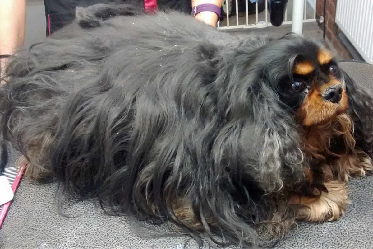 Shaggy dog story for Charlie as RSPCA issue grooming warning