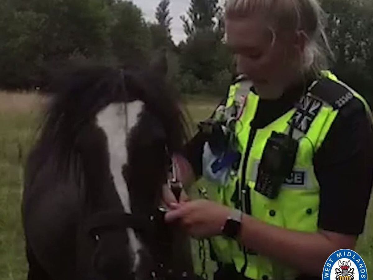 PC Mottram takes care of the horse