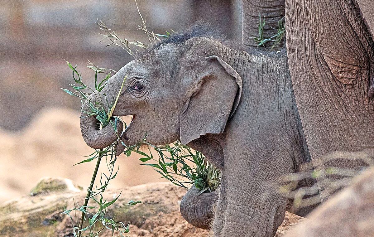 Riva Hi Way, a baby Asian elephant calf born earlier this year at Chester Zoo