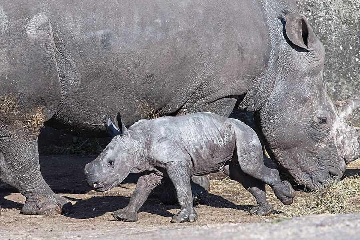 safari west baby rhino