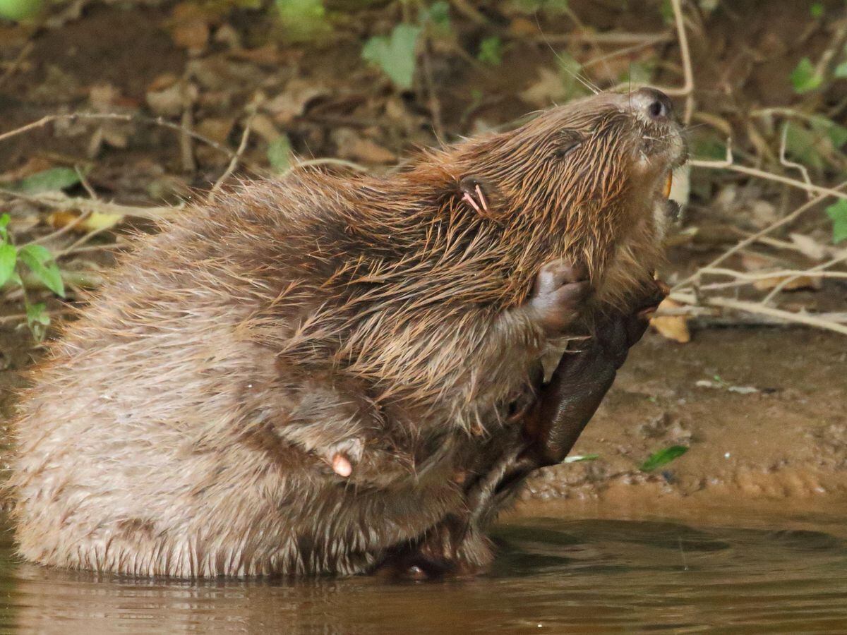 A female beaver on the River Otter in Devon