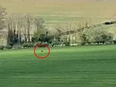 Big cats UK: Mysterious feline caught on camera roaming through field - could it be a panther in England?