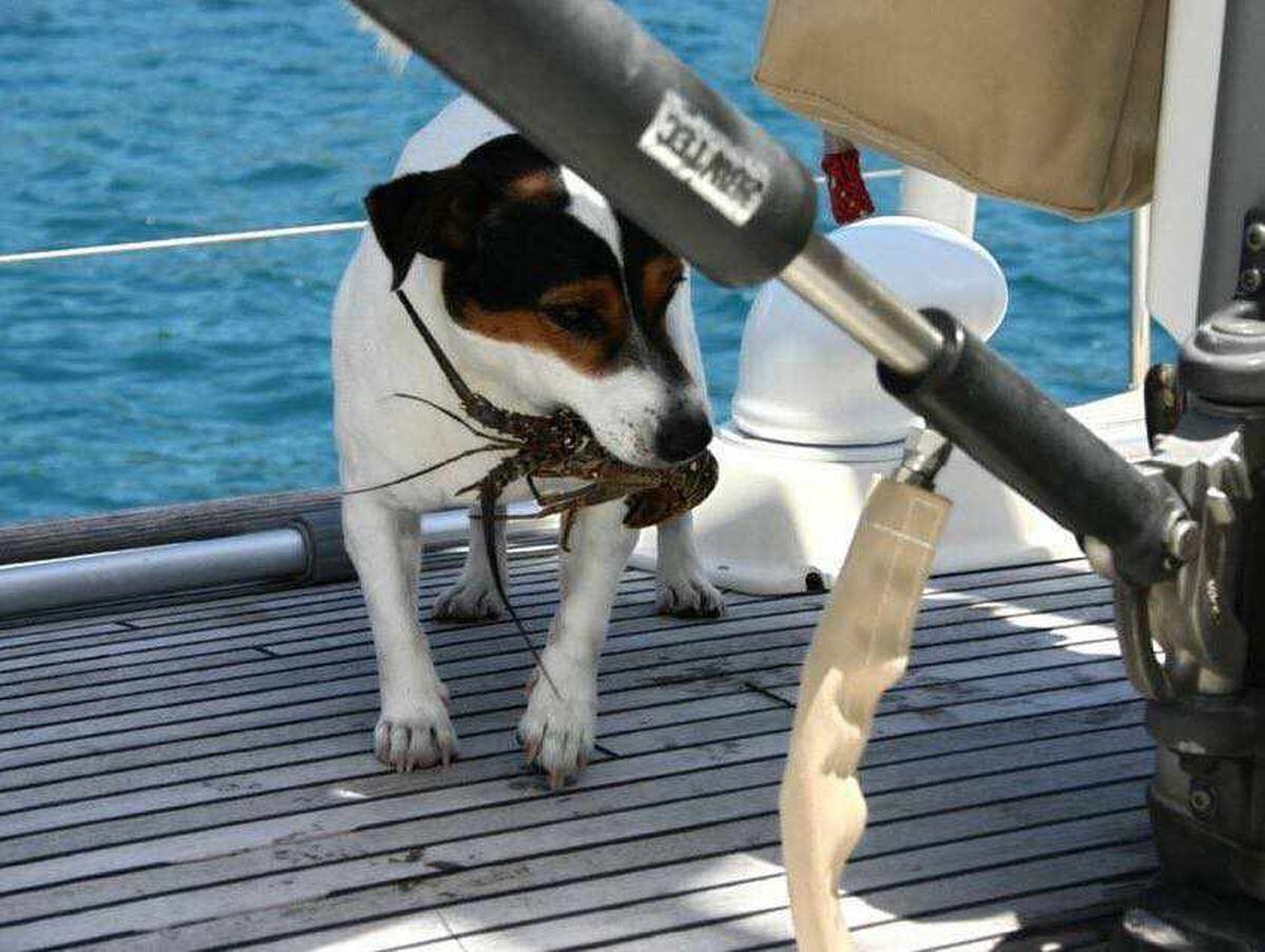 VIDEO and PICTURES: Meet Skipper the surfing, sailing, globetrotting dog