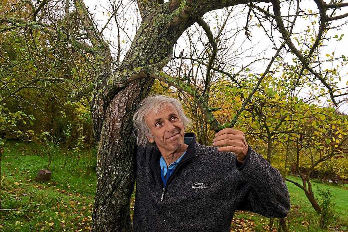 He has replanted hundreds of Tettenhall Dick trees
