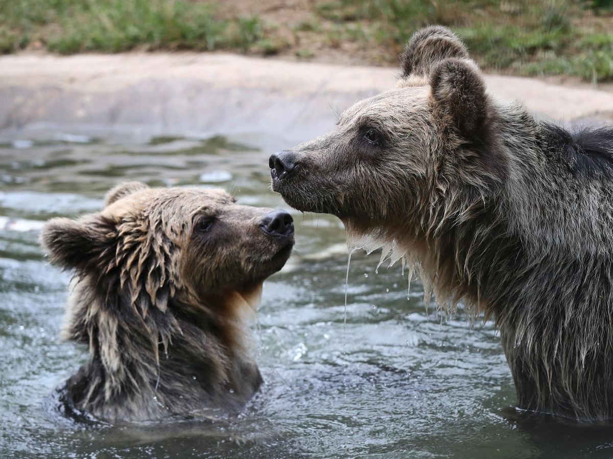 Two rescued brown bear cubs