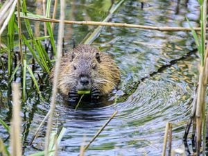 Eurasian beavers will be moved in