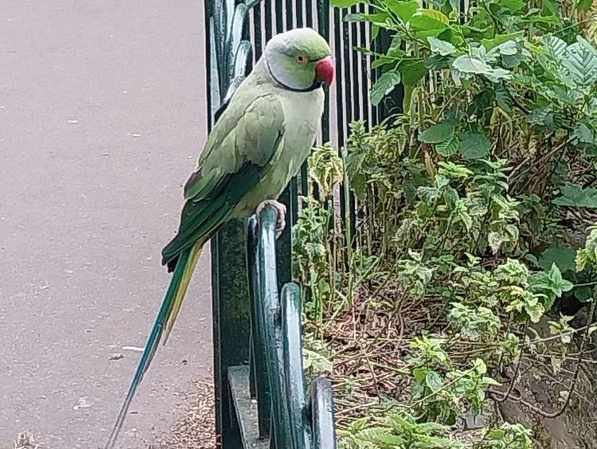 A wild ring-necked parakeet spotted at Mary Stevens Park, Stourbridge. Photo: Bridget Hand