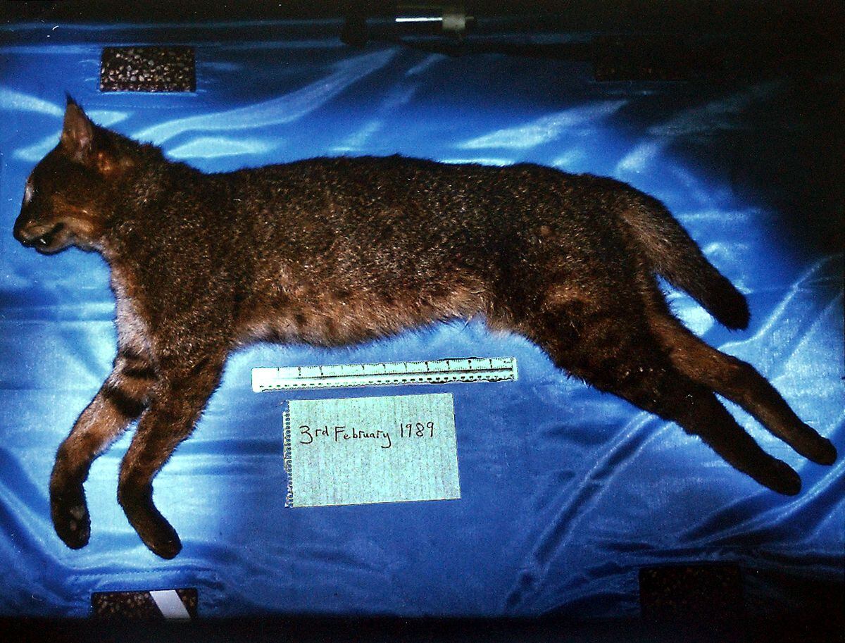 MUST CREDITThe Asian jungle cat which was found at Richards Castle in 1989 and taken to Ludlow Museum for identification and recording. Picture: Gareth Thomas.