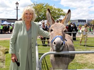 RETRANSMITTED CORRECTING SPELLING OF TOWN TO FEILDING: The Duchess of Cornwall strokes a donkey during a visit to a farmers market in the centre of Feilding, New Zealand. PRESS ASSOCIATION Photo. Picture date: Thursday November 15, 2012. See PA story ROYAL Jubilee. Photo credit should read: Chris Radburn/PA Wire