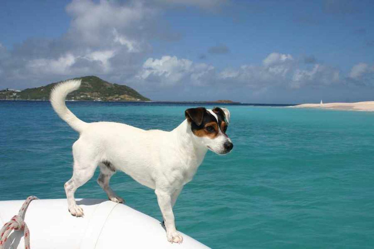 VIDEO and PICTURES: Meet Skipper the surfing, sailing, globetrotting dog