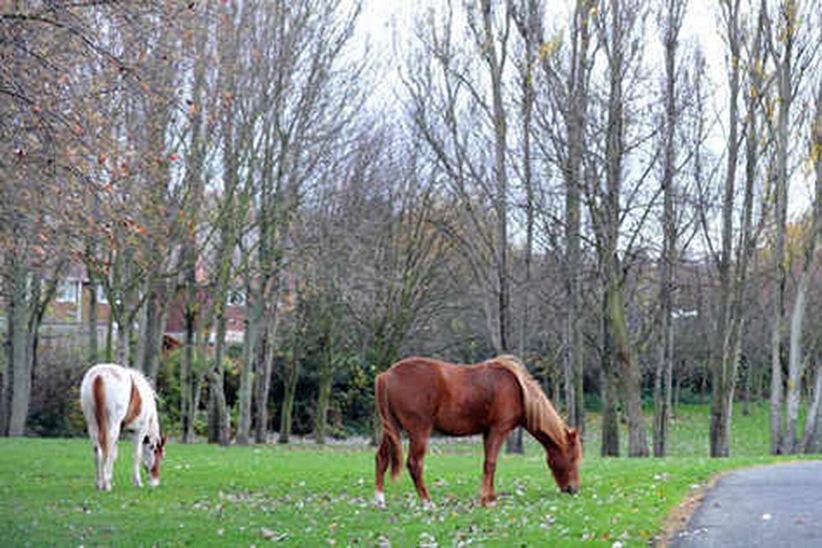 Fears on stray horses in Tipton being used for food