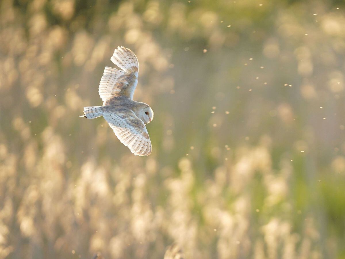 A Barn Owl flying at sunset in Ham Wall nature reserve, Somerset