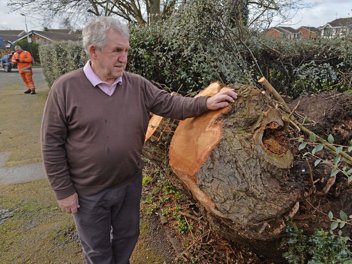 John Smith with the remains of the tree that fell