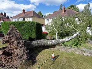 A silver birch tree came down in Bakers Lane, Streetly