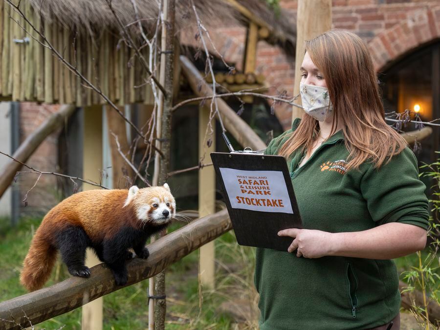 Discovery Trail Keeper Katie Stokes and red panda Mei Lin