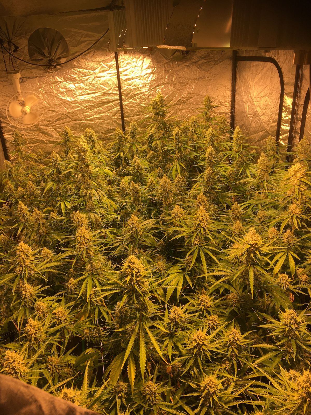 Some of the cannabis plants found in Wolverhampton