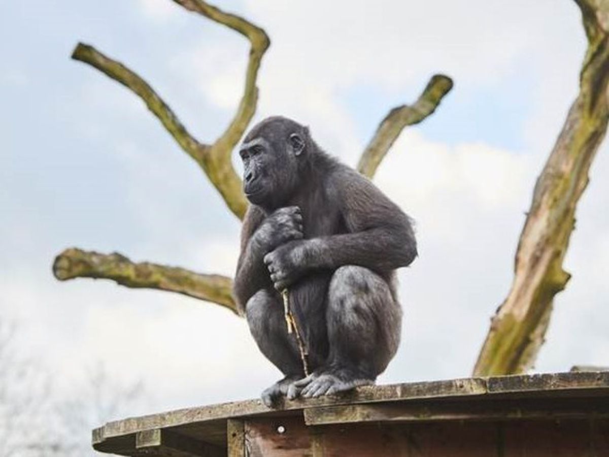 Shufai, a Western lowland gorilla at Twycross Zoo  